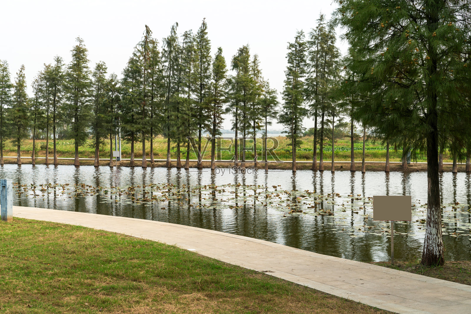 公园池塘周围郁郁葱葱的绿意照片摄影图片