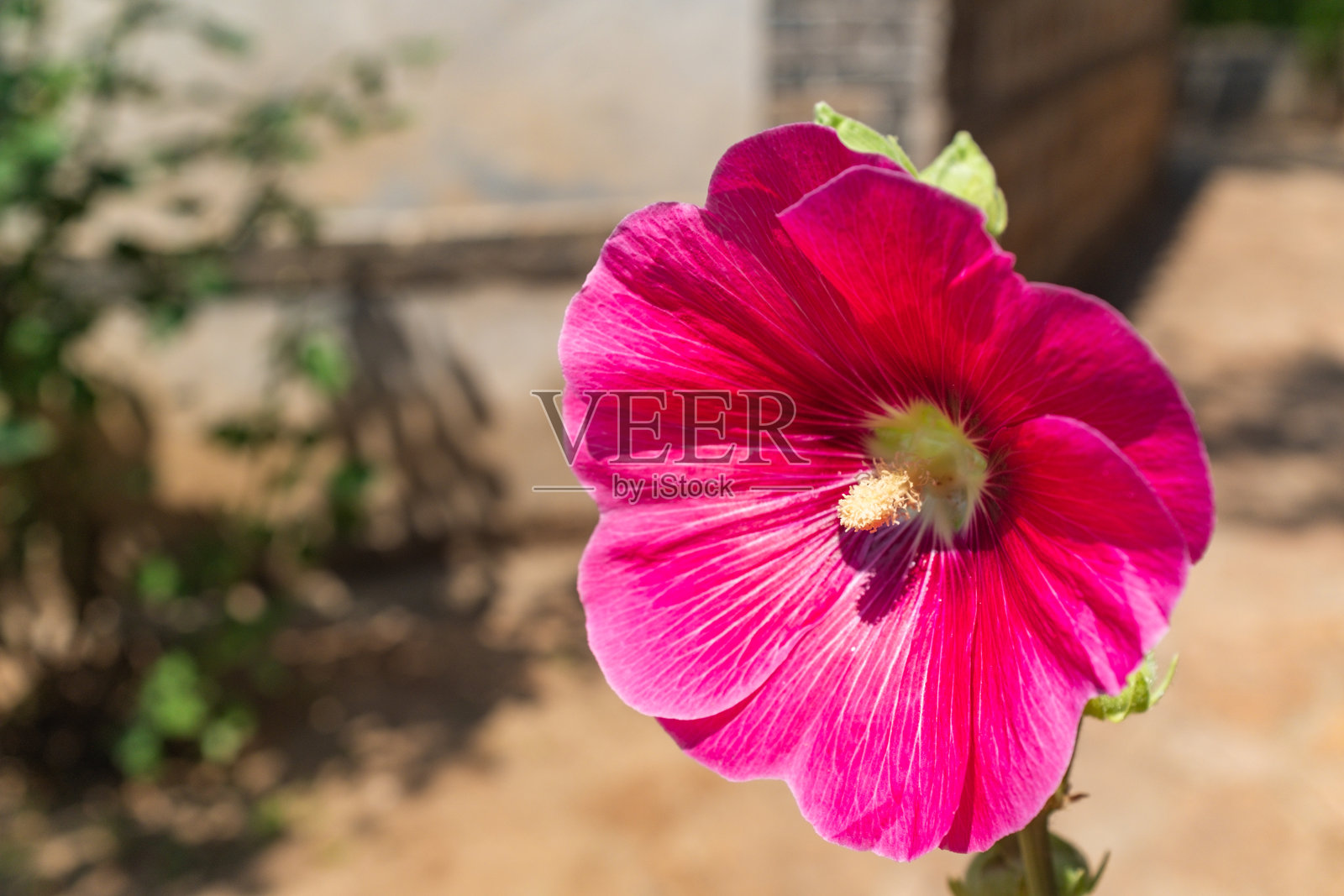 木槿照片摄影图片