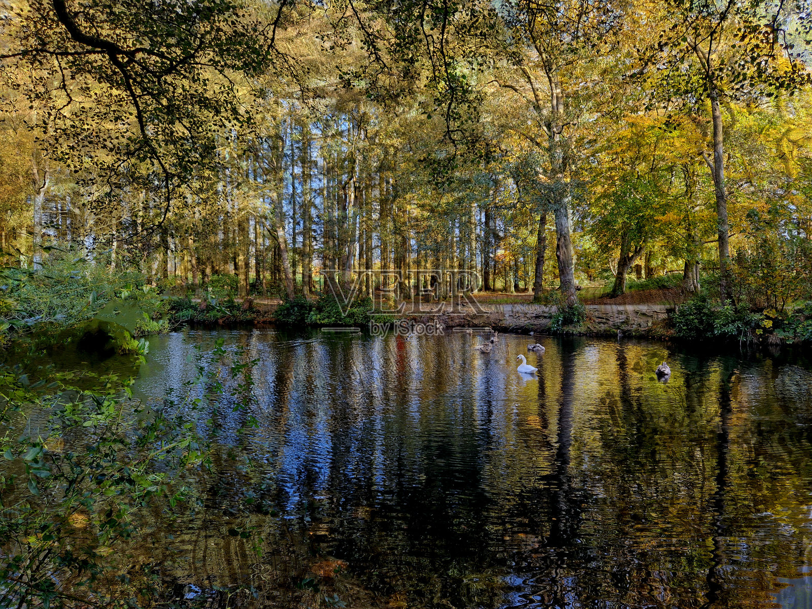 池塘边的秋天照片摄影图片