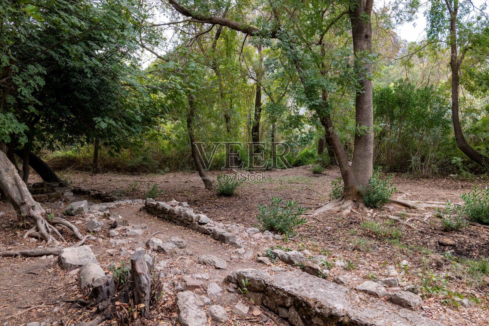 阳光明媚的绿色茂密森林中的小径照片摄影图片