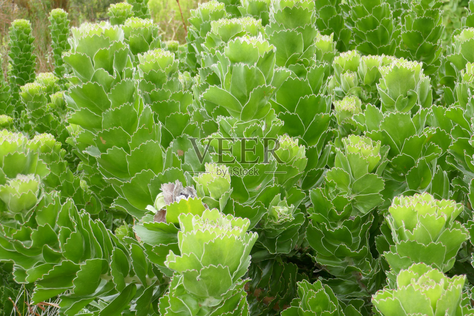 南非西开普省照片摄影图片