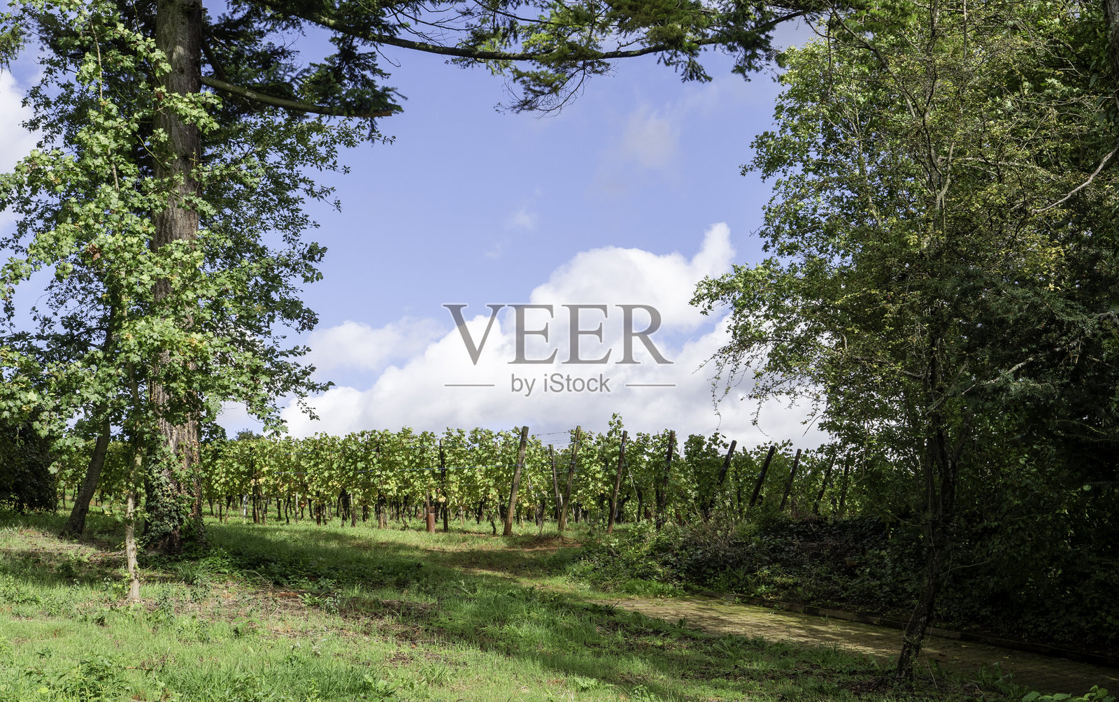 阿尔萨斯的葡萄园照片摄影图片