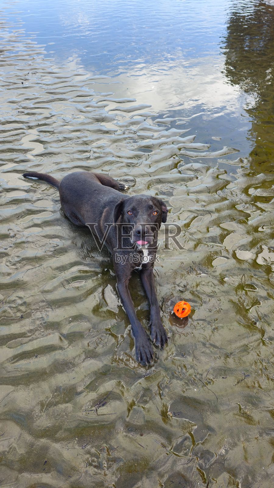 黑狗在湿沙滩上与橙色球。照片摄影图片