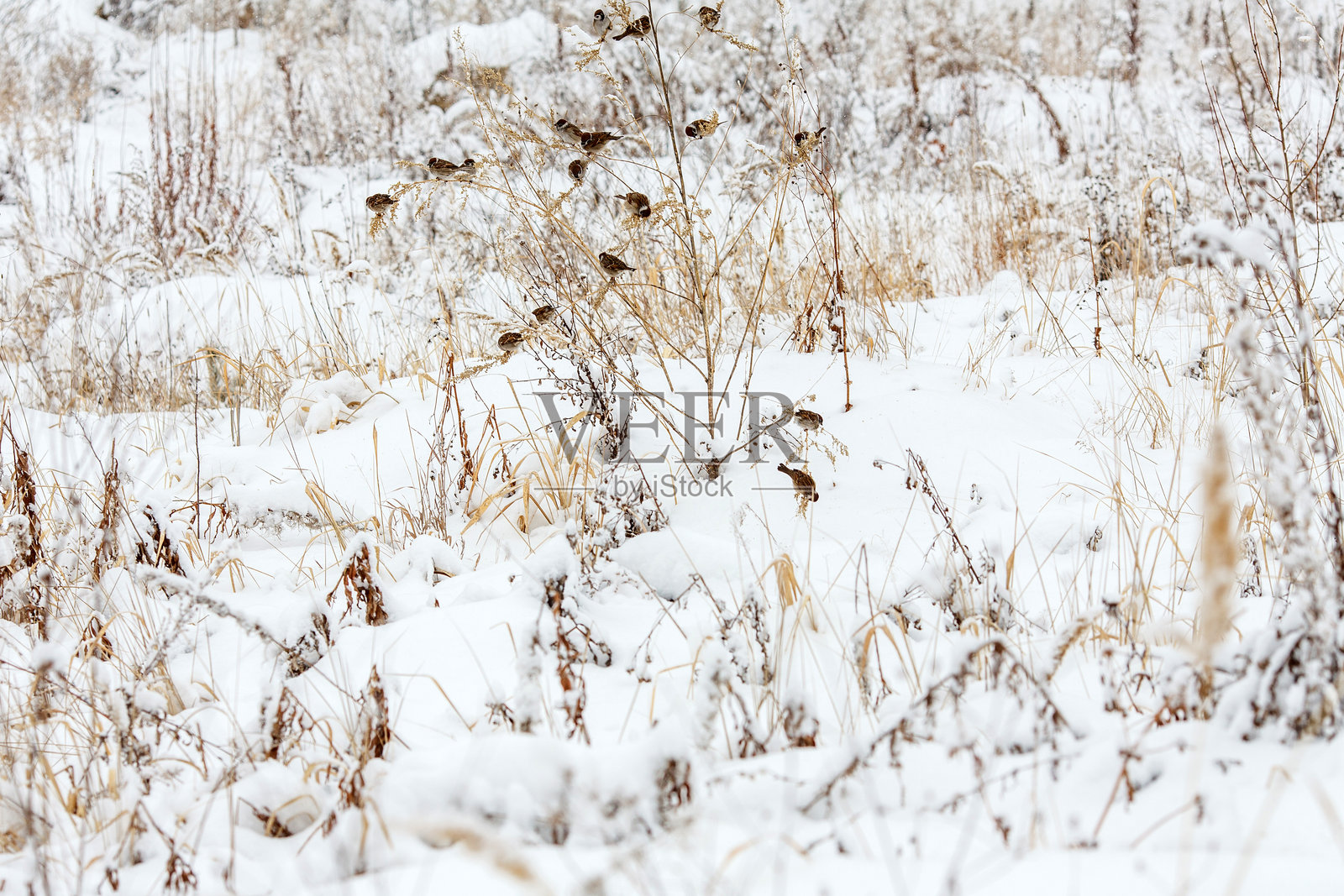 一个宁静的冬季景观,覆盖着雪,一群小鸟(可能是麻雀)栖息在干枯的、沾满雪的草和植物上。照片摄影图片