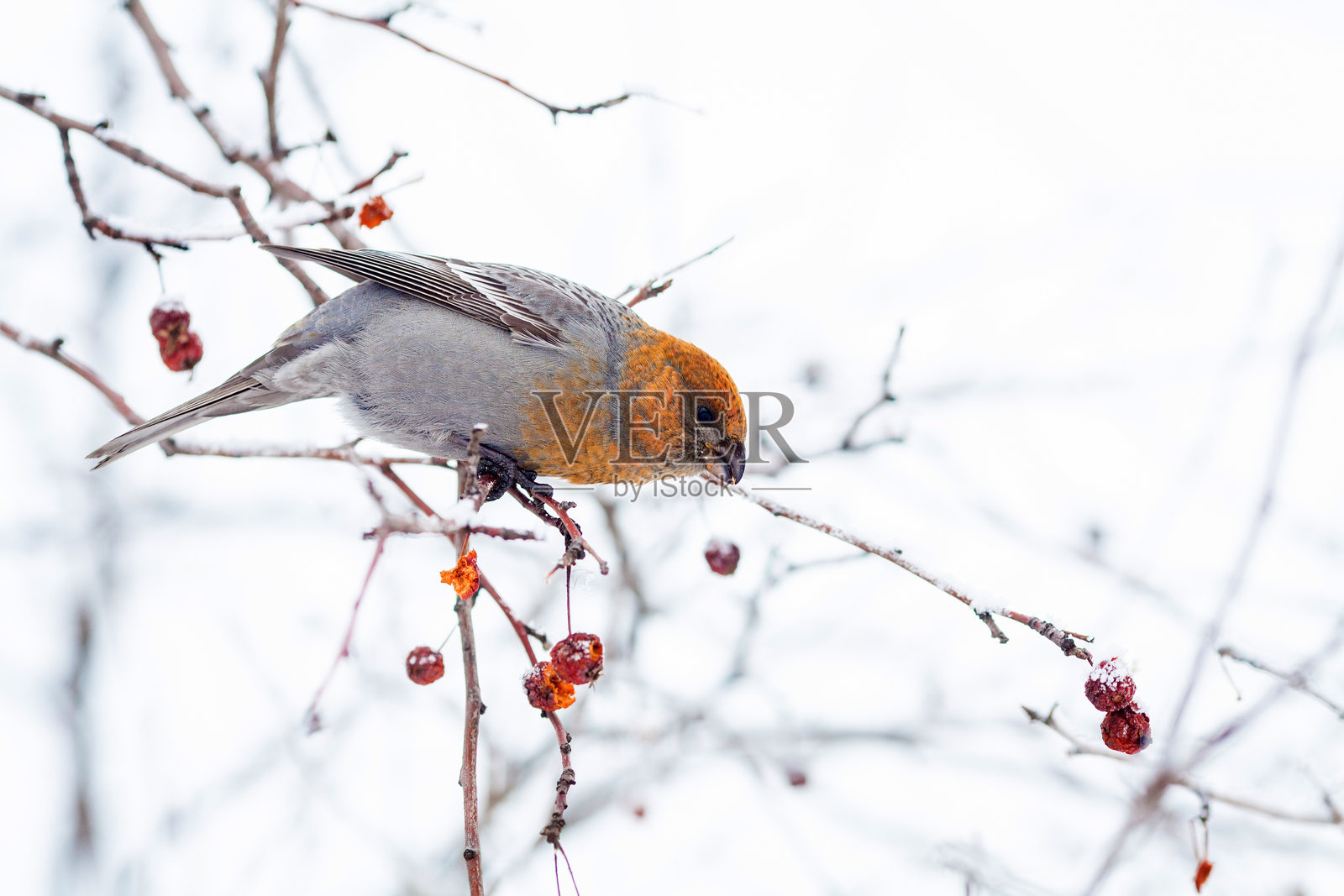 一只色彩斑斓的鸟栖息在树枝上的特写镜头。这只鸟可能是交嘴鸟(由于其喙的形状和颜色),身体上有橙色、红色和黄色的羽毛混合。照片摄影图片