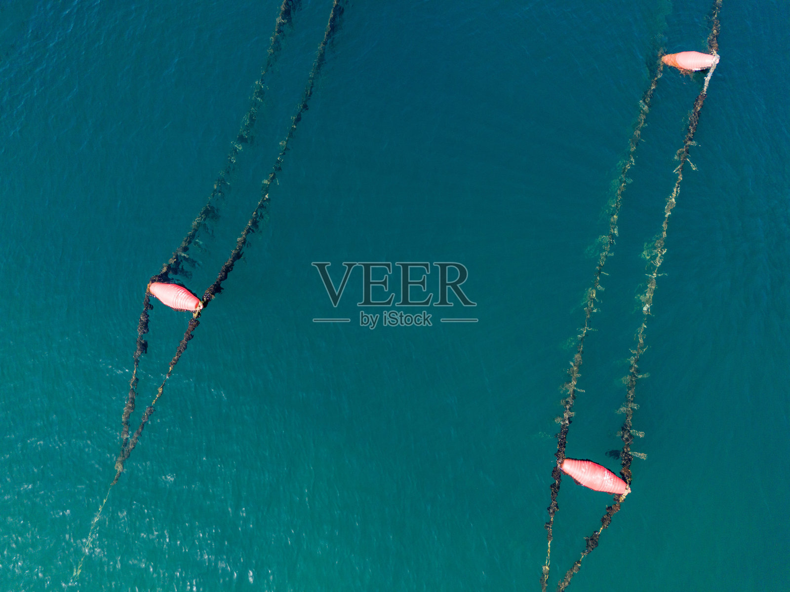 地中海的贻贝养殖场。由浮筒支撑的绳索上悬挂着贻贝。照片摄影图片