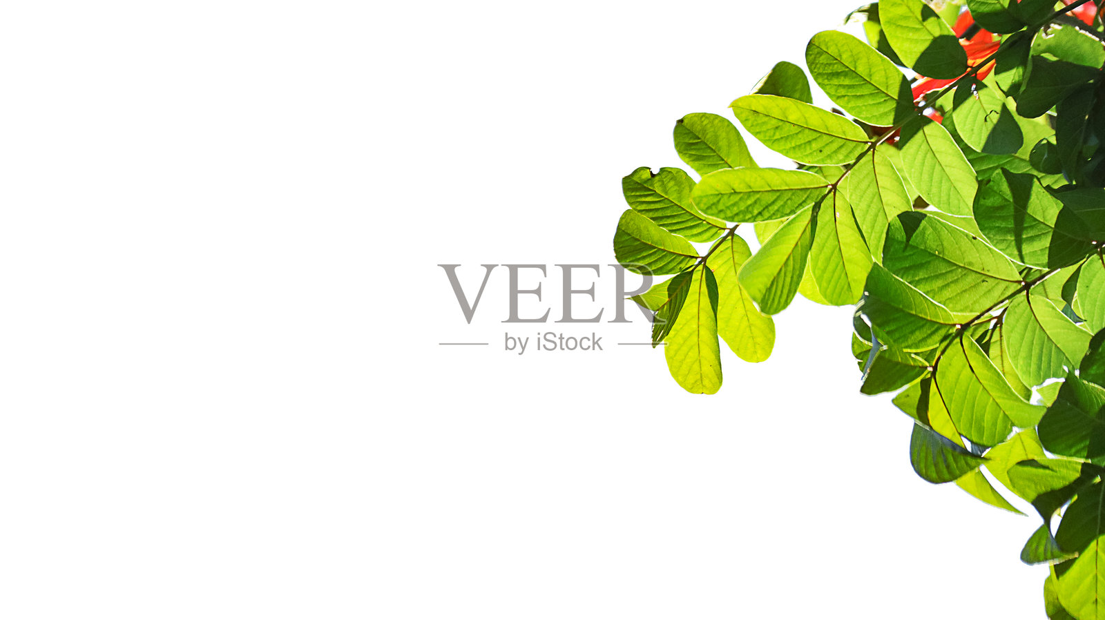 热带丛林树顶叶子,白色背景上的孤立叶片,带有抠图路径照片摄影图片