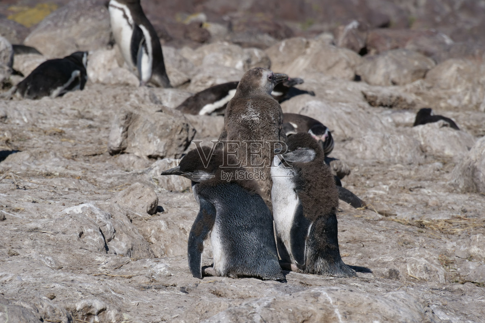 一群马格兰企鹅(Spheniscus magellanicus)幼鸟在岩石上晒太阳并换羽。照片摄影图片