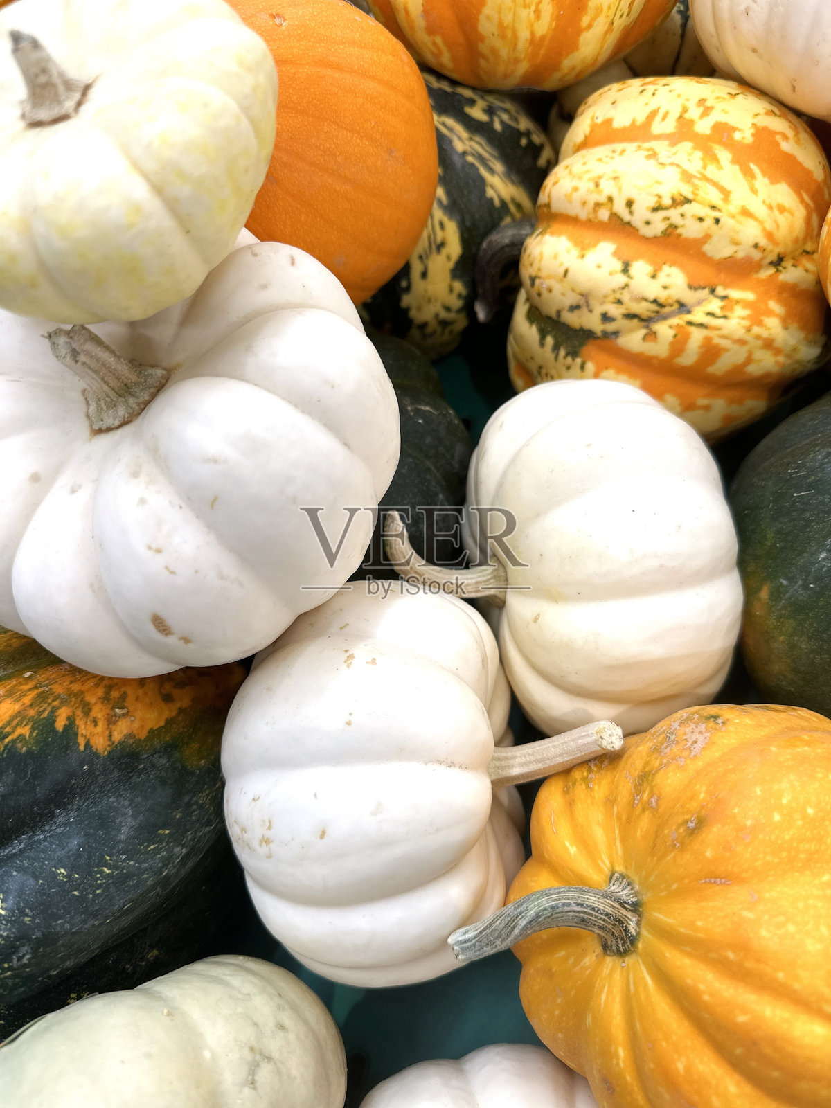 从上方俯视五彩缤纷的南瓜和 squash,颜色各异照片摄影图片