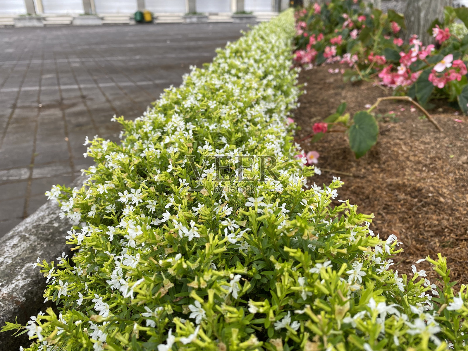 白色假热带花照片摄影图片