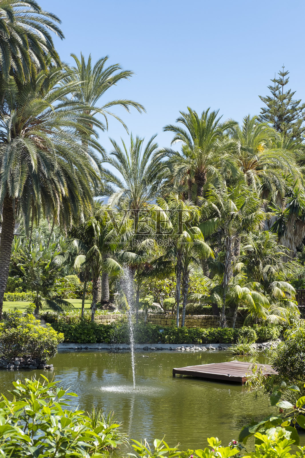 高耸的棕榈树和各种热带植物,茂密的叶子环绕着一个带有水景的人造池塘照片摄影图片