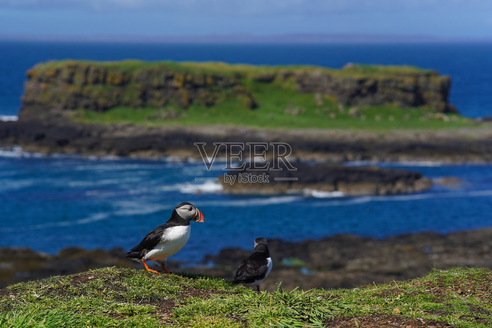 苏格兰朗加岛上的大西洋海雀照片摄影图片