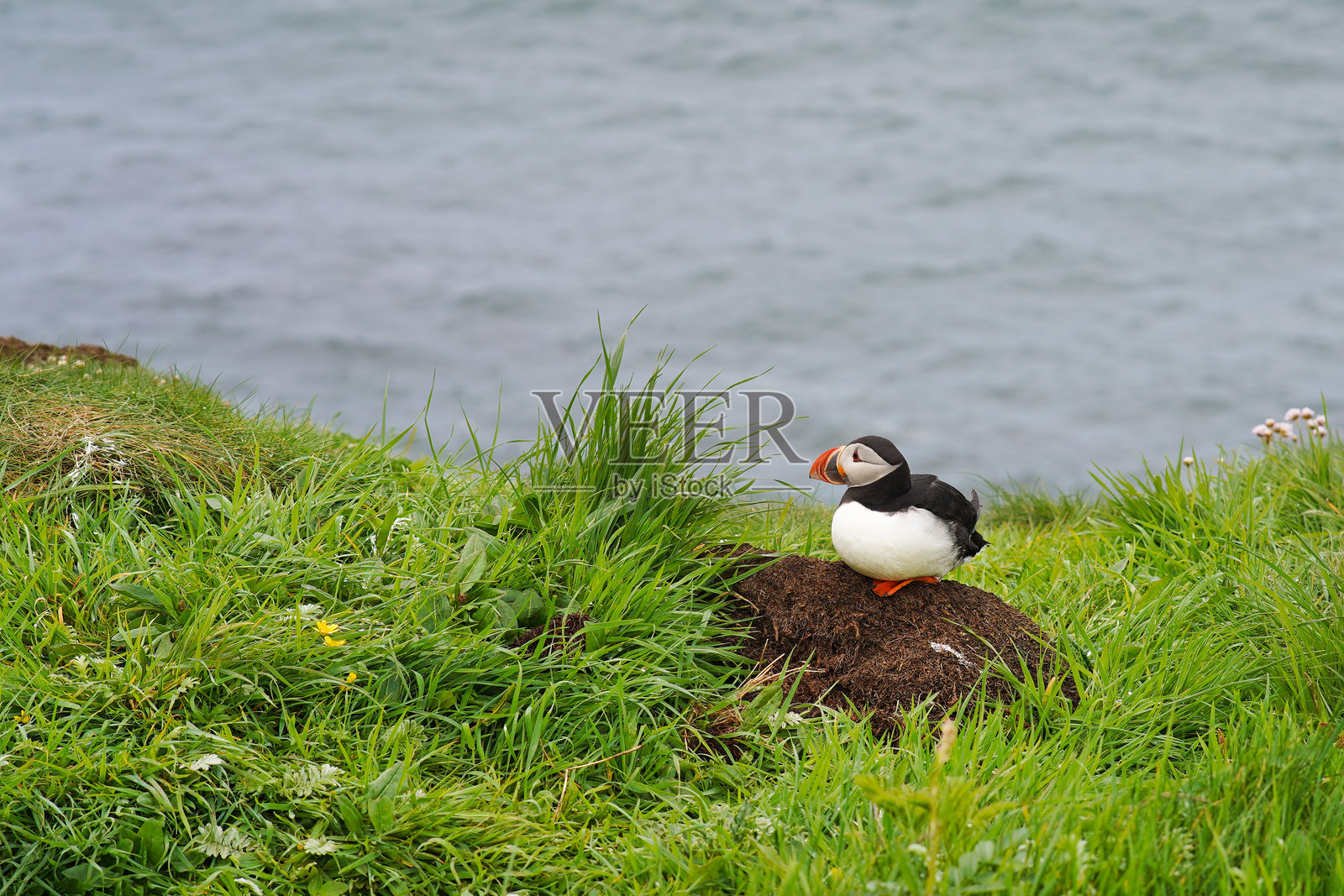 苏格兰朗加岛上的大西洋海雀照片摄影图片