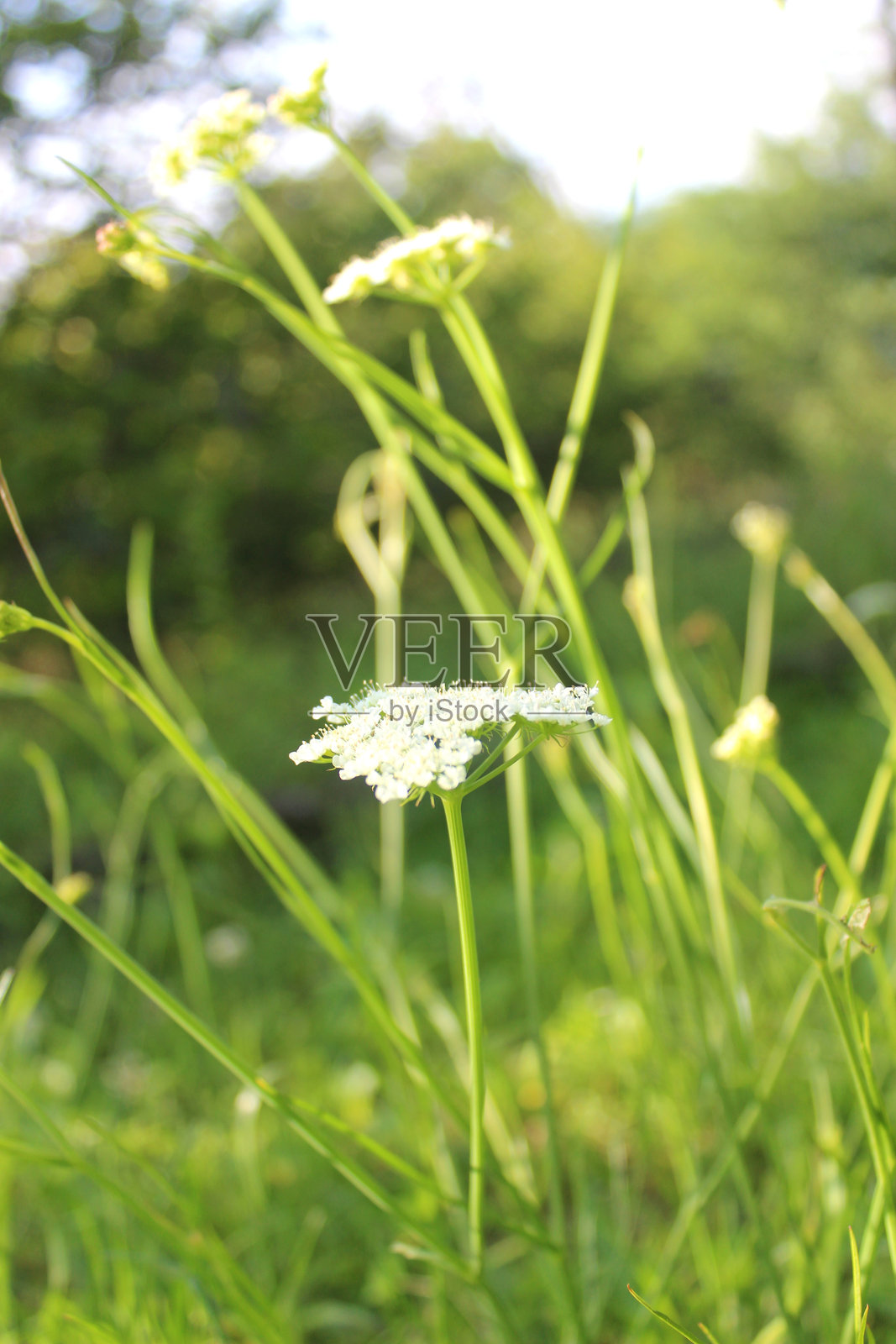 盛开的野胡萝卜(拉丁名:Daucus carota)。照片摄影图片