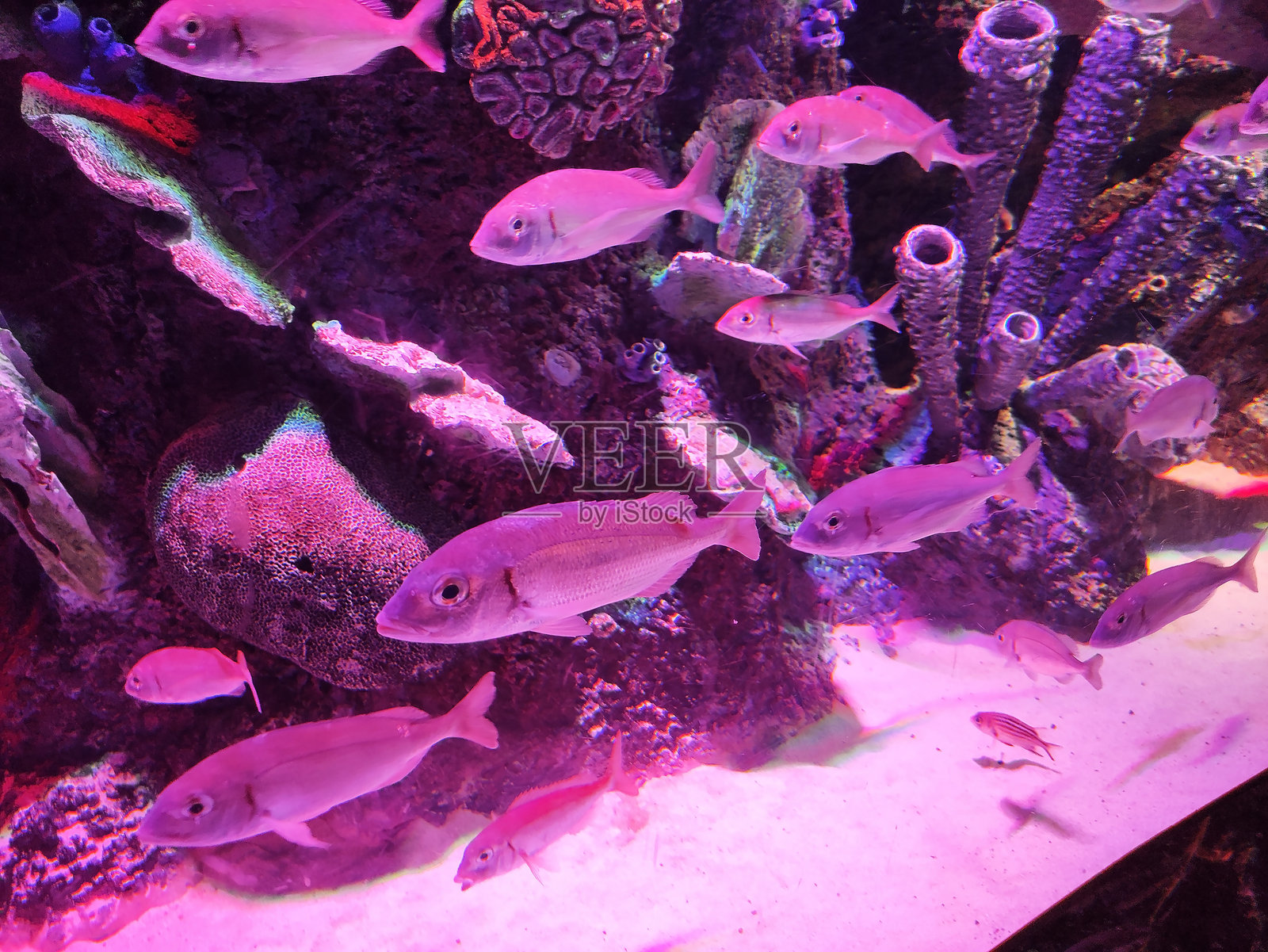 海洋水族馆中的珊瑚、礁石和装饰性鱼类照片摄影图片