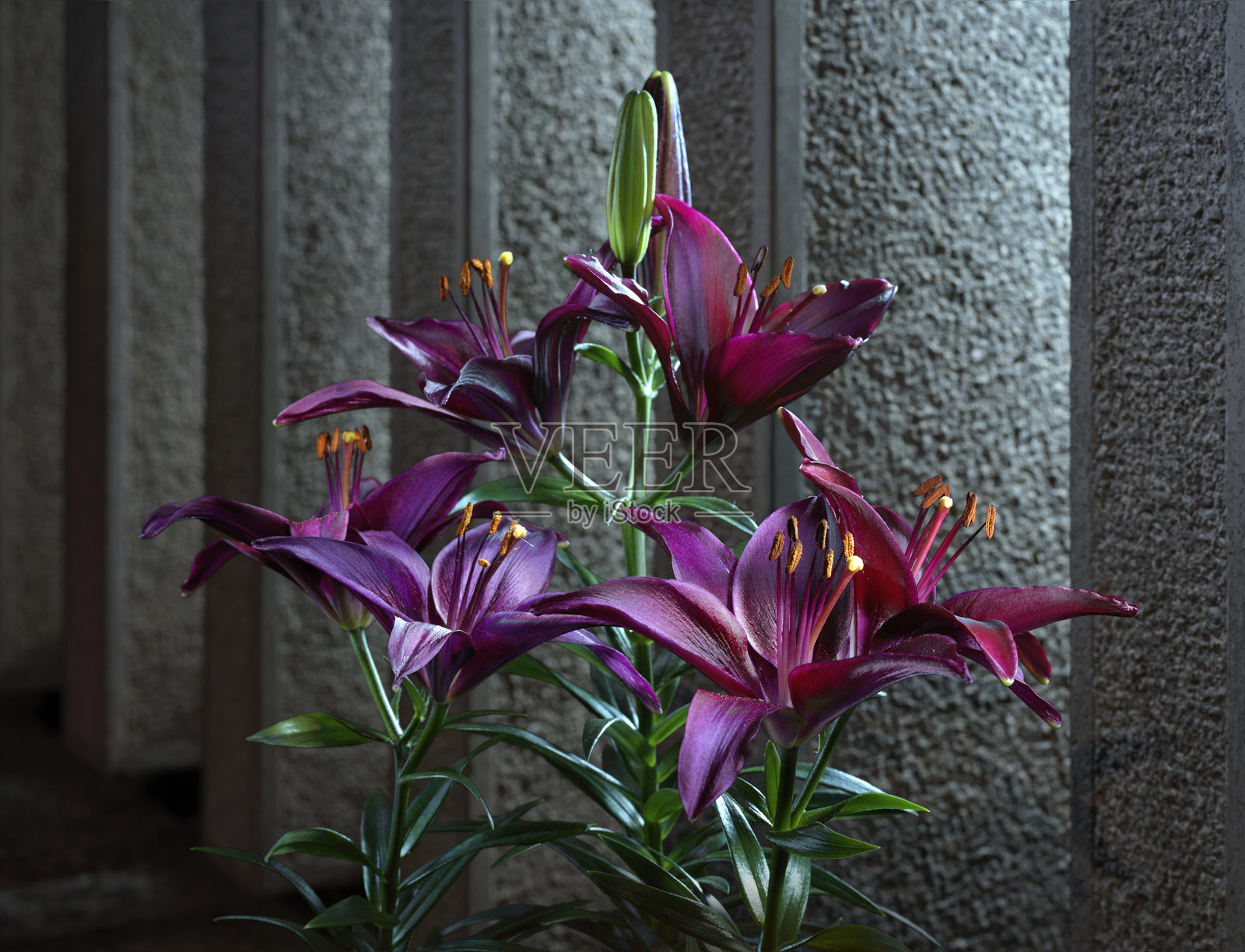 紫色百合花与绿色叶子在混凝土柱子前的细节照片摄影图片