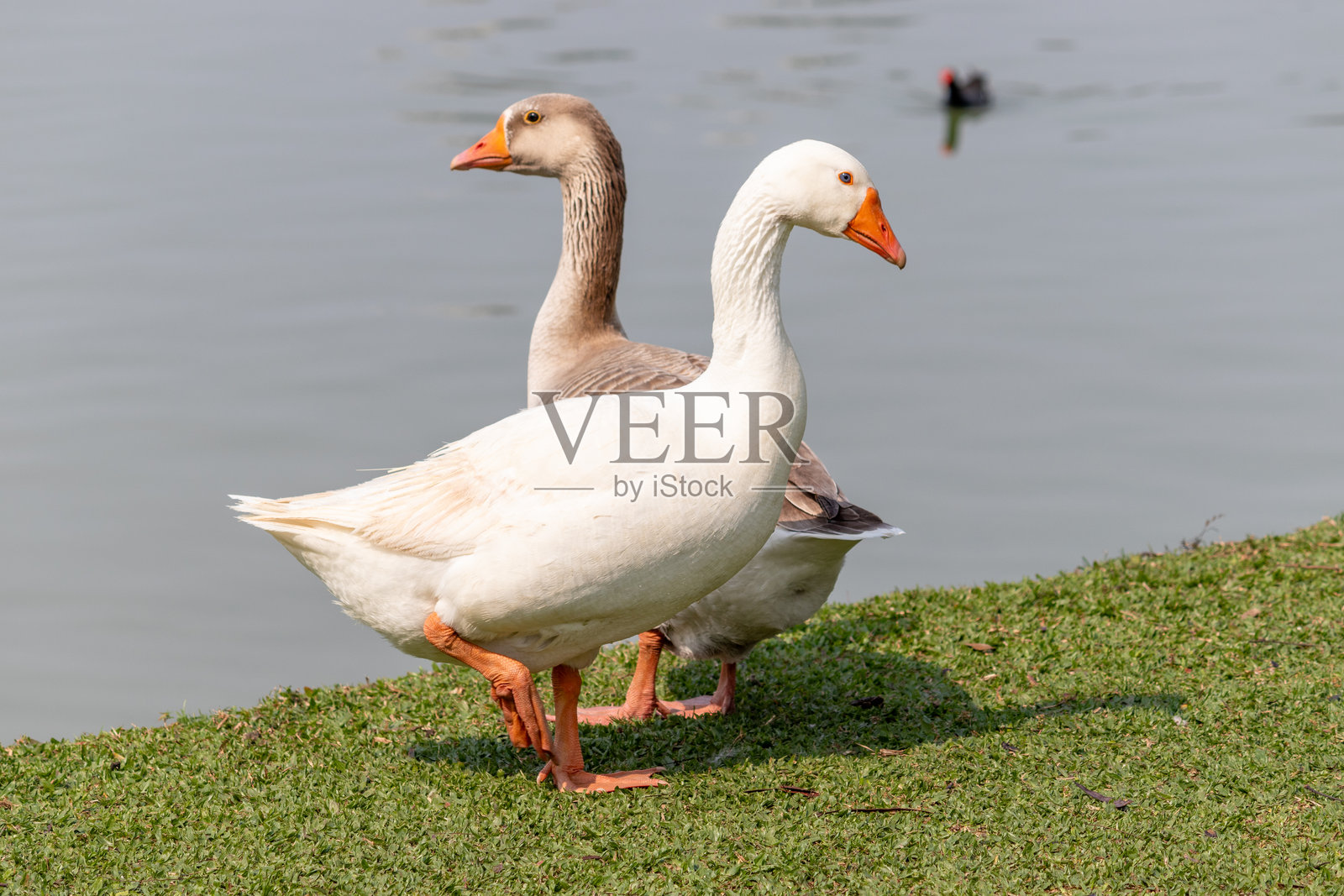 在巴西巴拉那州库里提巴的巴里古伊公园拍摄的照片。照片摄影图片