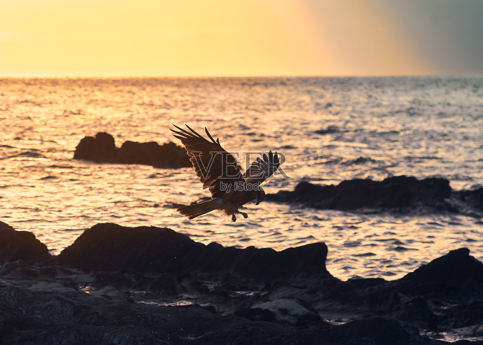 巴厘岛,印度尼西亚,日落时分的海面上飞翔的鹰照片摄影图片