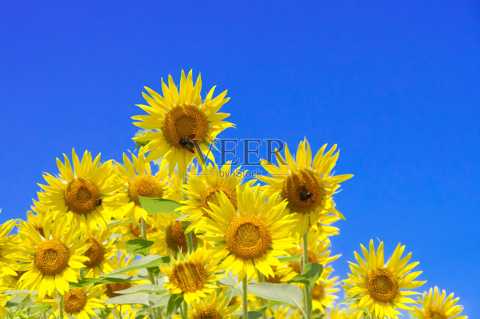 向日葵与蓝天照片摄影图片