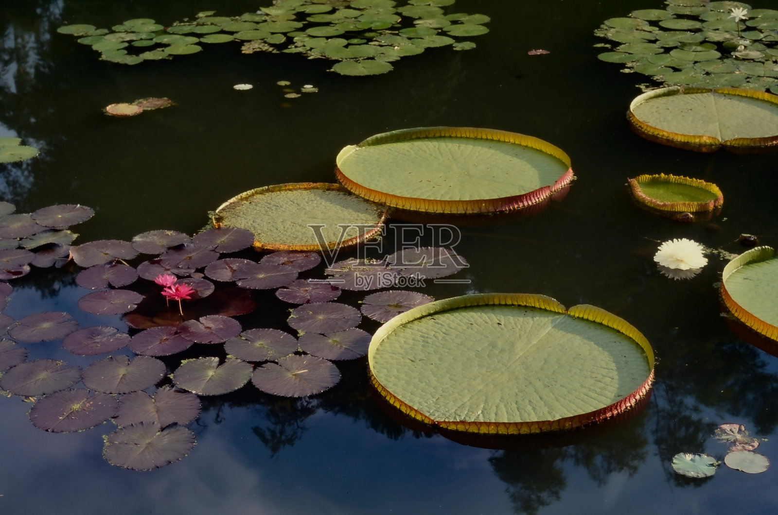 亚马逊睡莲之王——维多利亚·雷吉亚。照片摄影图片