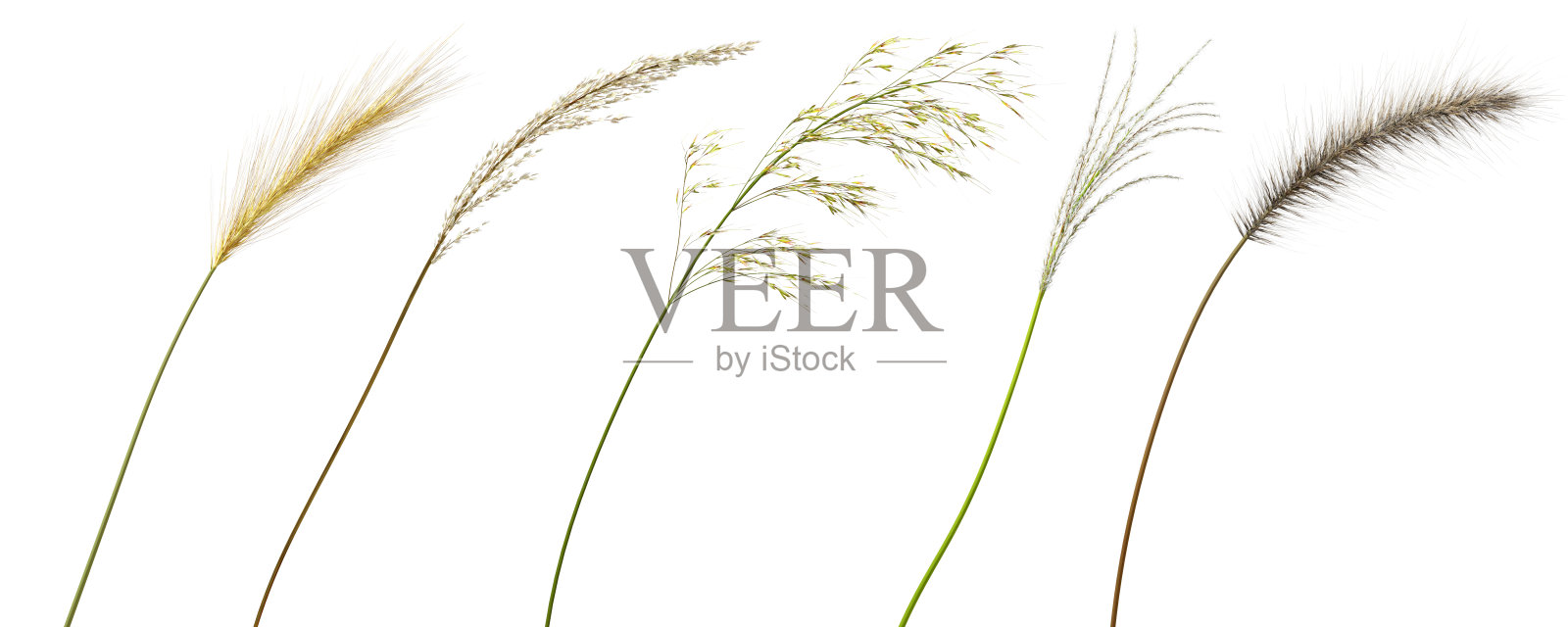 孤立的自然草地,花的形状接近白色背景3d渲染照片摄影图片