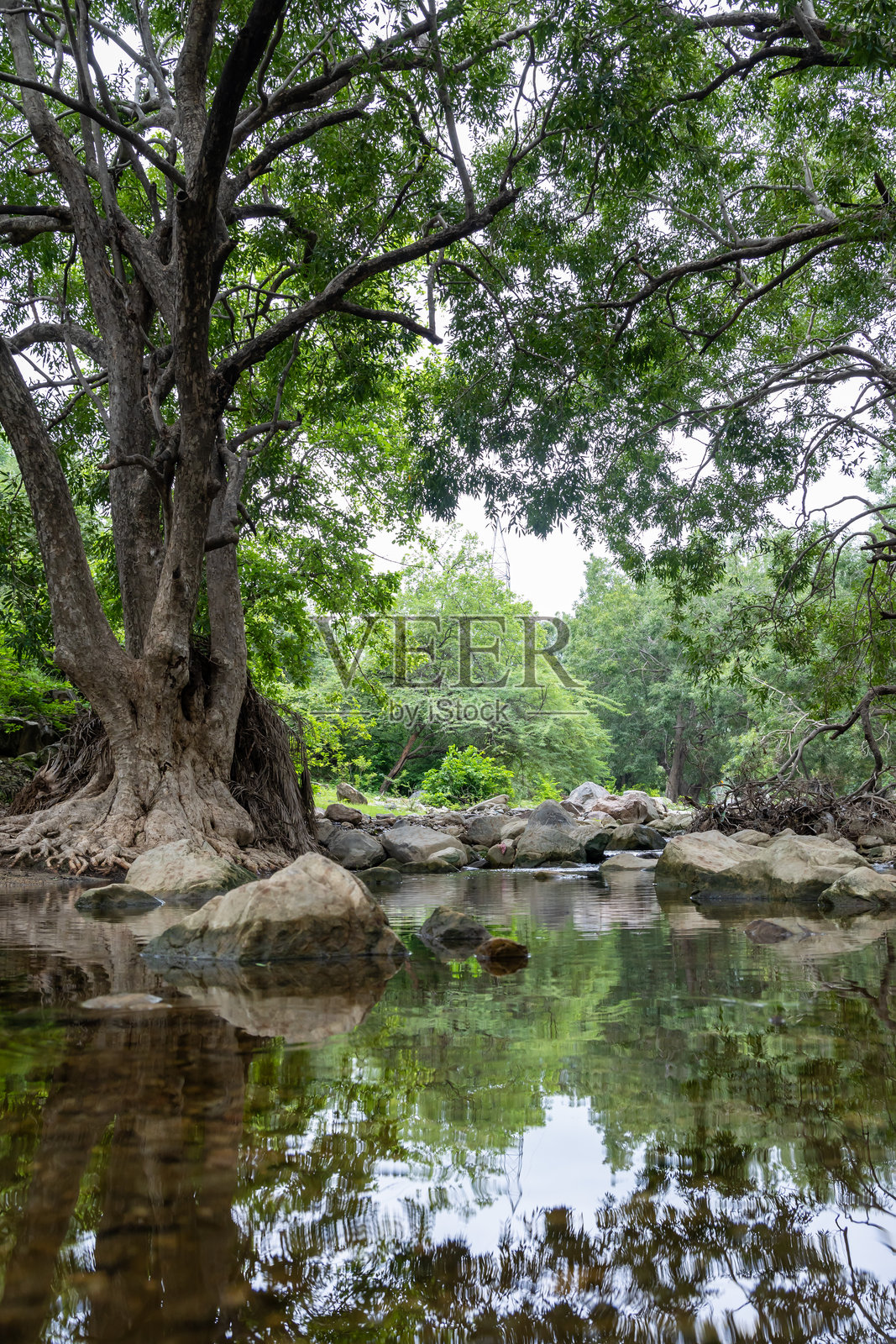 宁静的雨林场景,清澈的河水与浓密的绿色植被在晨光中交相辉映照片摄影图片