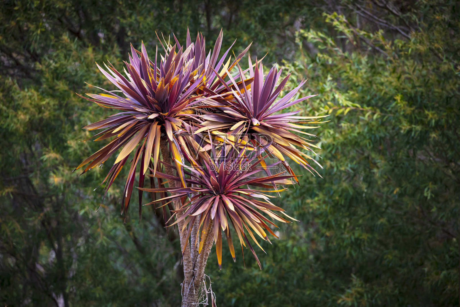 一个在花园里看起来奇特的大植物照片摄影图片