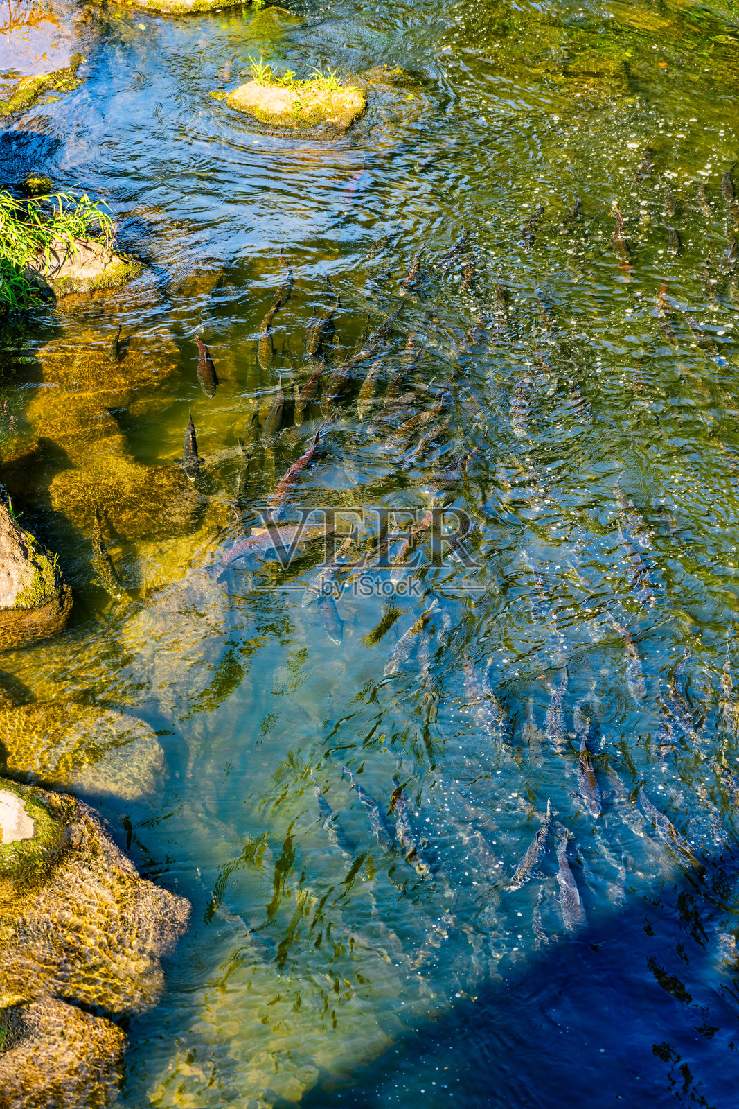 德舒特斯河的鲑鱼 4照片摄影图片