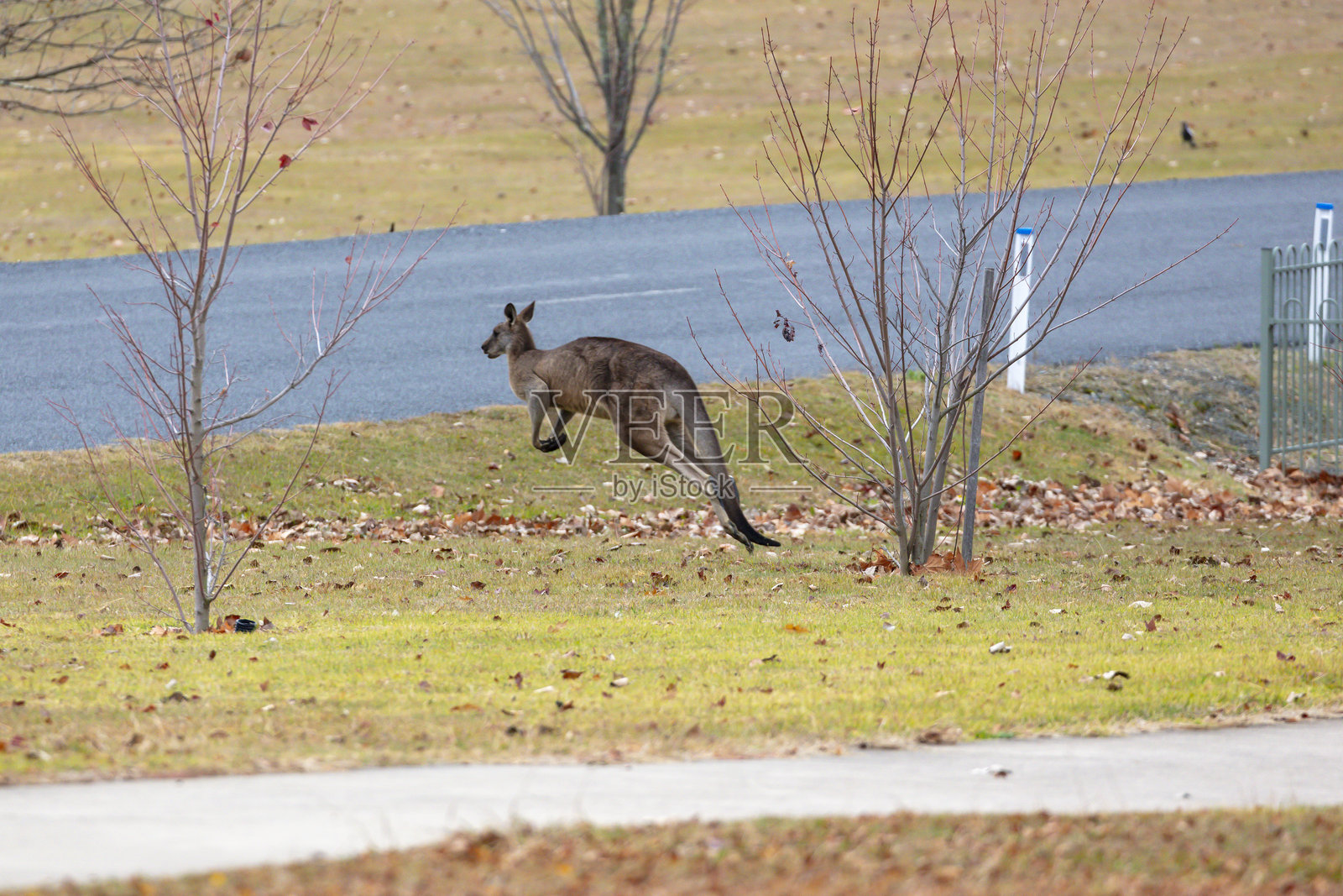 澳大利亚袋鼠在雪山的公路上跳跃照片摄影图片
