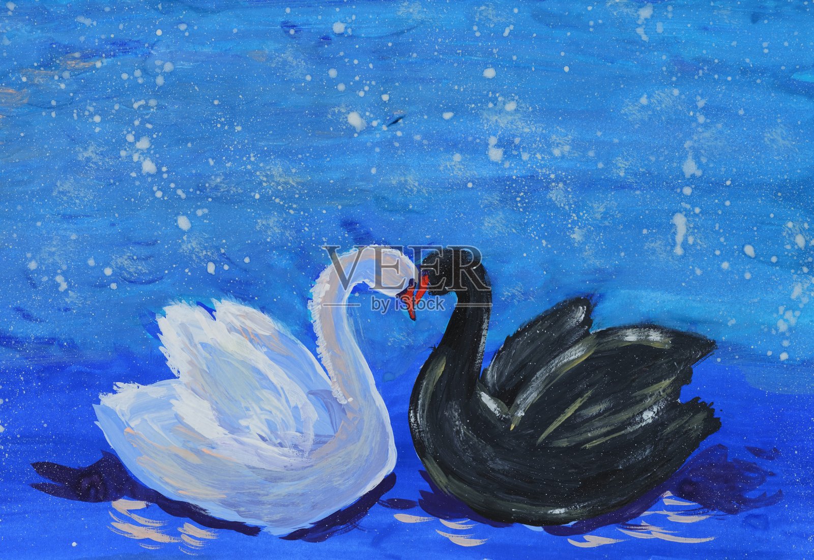 蓝色背景上的黑白天鹅情侣。照片摄影图片