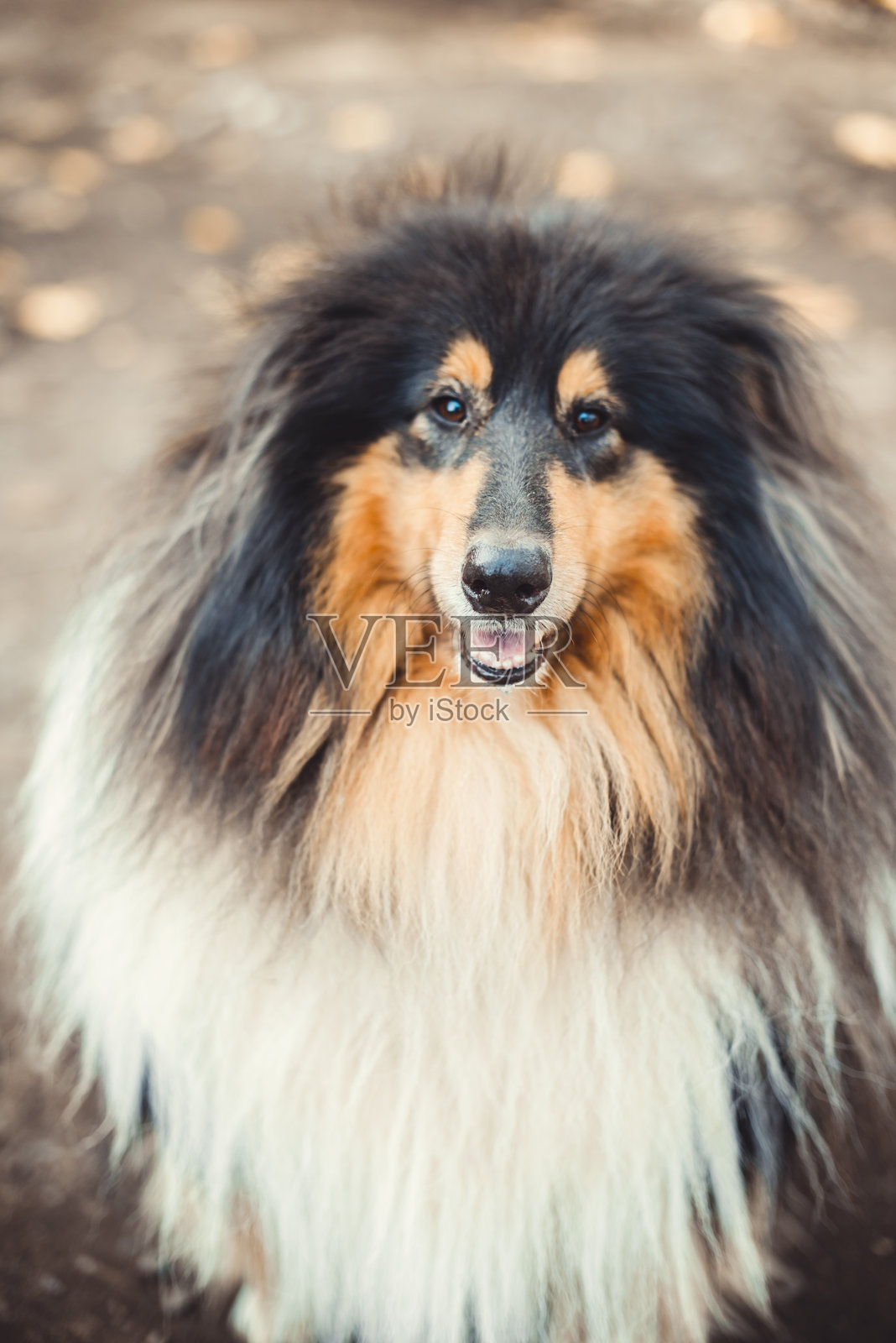 秋天散步的长毛苏格兰牧羊犬肖像照片摄影图片