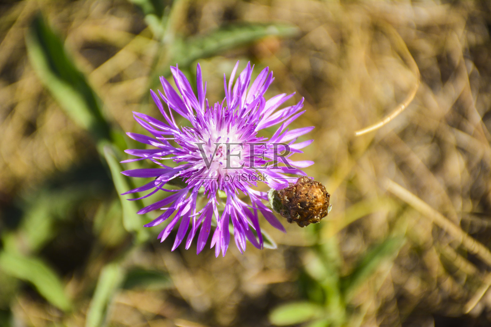 紫色野生矢车菊。照片摄影图片