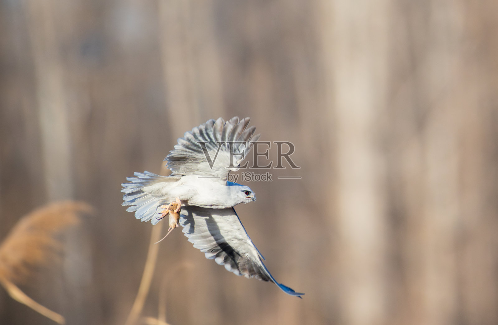 捕食者:黑翅鸢照片摄影图片
