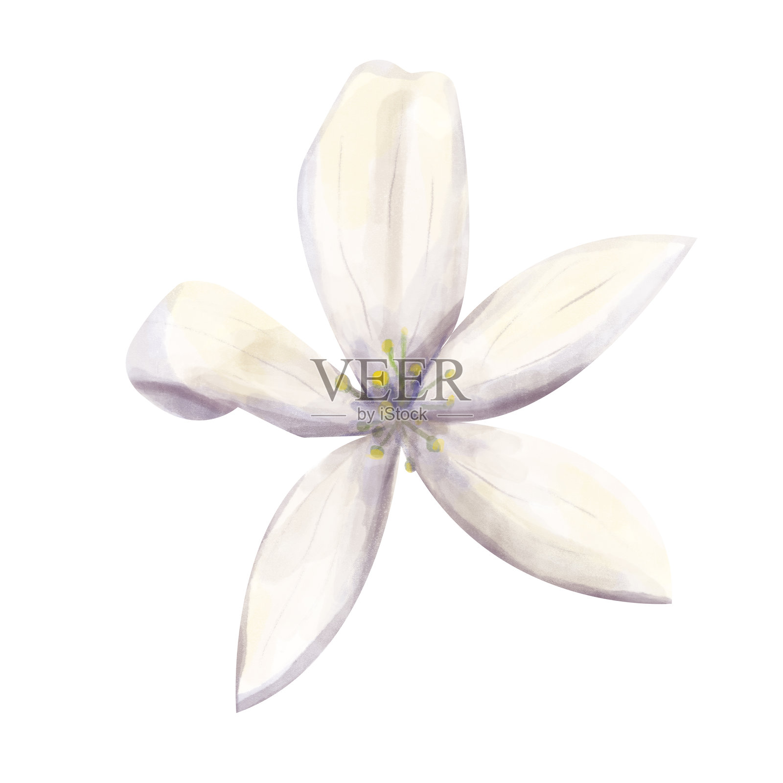 白色柑橘树花朵插图,花瓣折叠。水彩数字元素,用于果汁、茶、化妆品、网页和印刷包装设计,植物学书籍。照片摄影图片