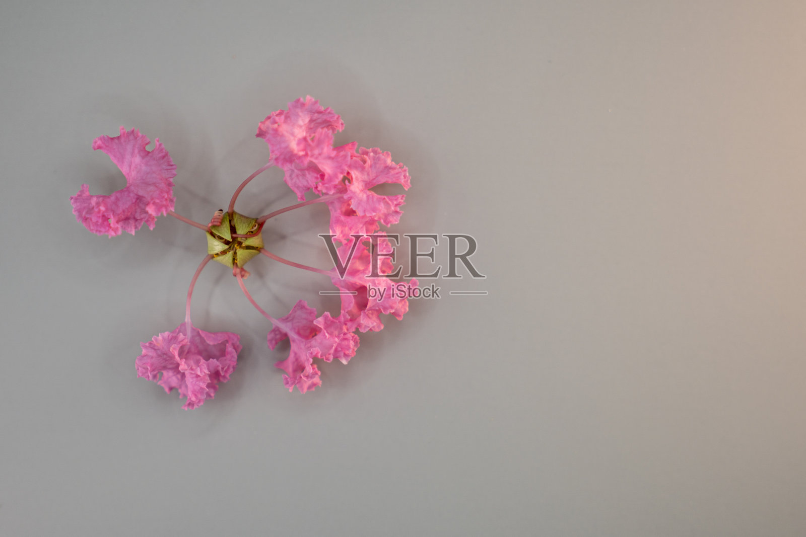 独特的天花板灯具装饰着粉色花卉元素,营造出柔和而温馨的氛围。照片摄影图片