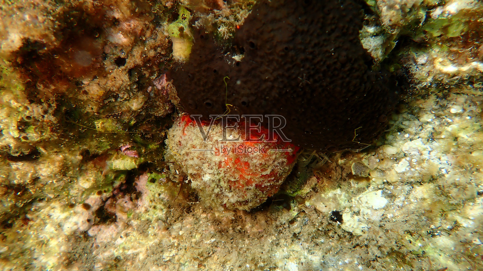 海底的高尔夫球海绵或橙色绒球海绵(Tethya aurantium)照片摄影图片