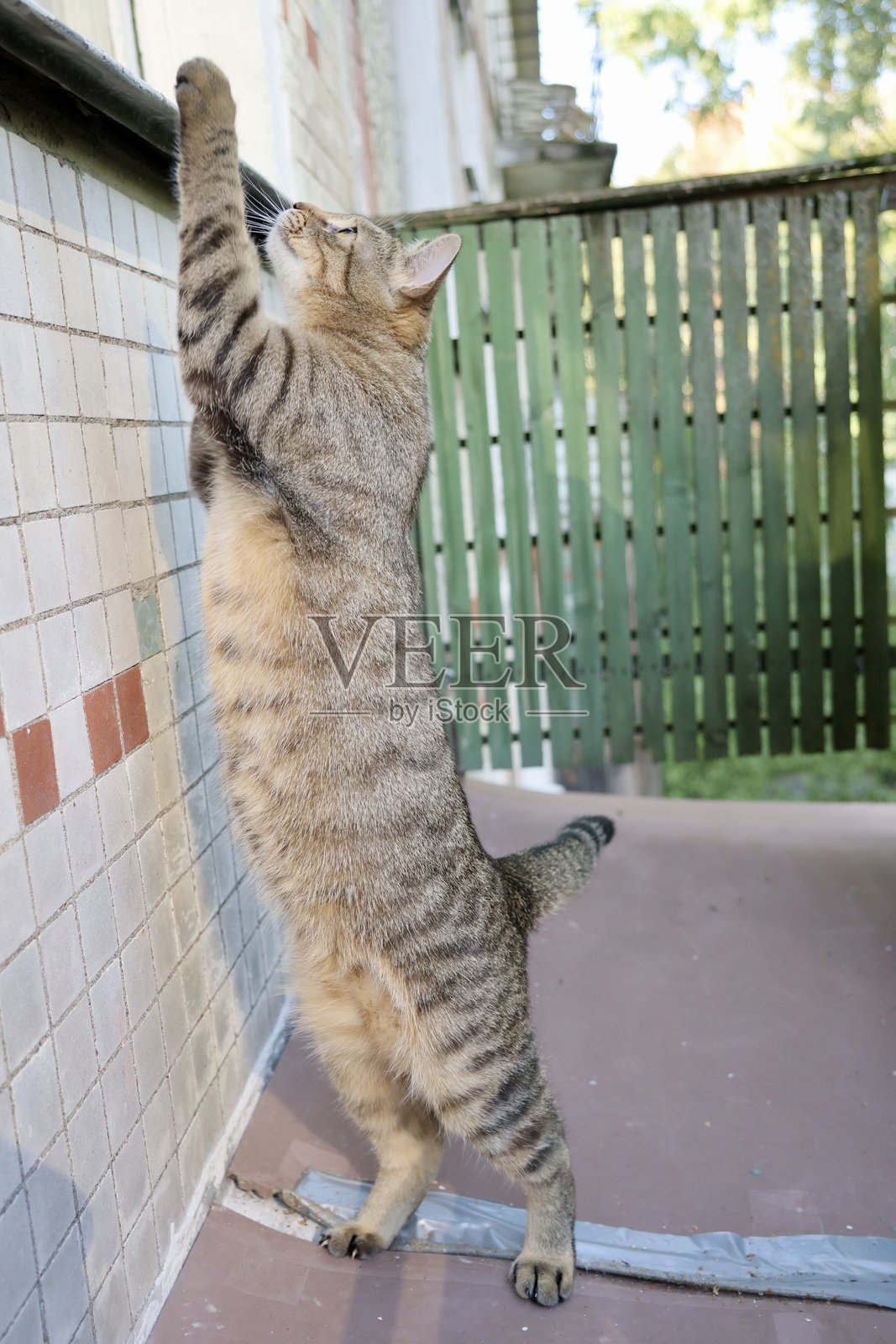 阳台上的条纹猫,坐在窗台旁边。可爱的猫咪在露台或院子里放松。照片摄影图片