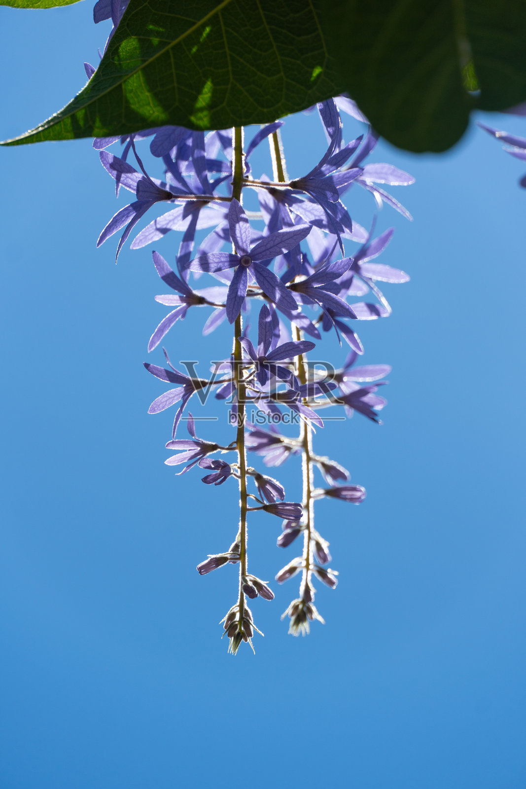 盛开的鲜艳紫色丁香花特写镜头照片摄影图片