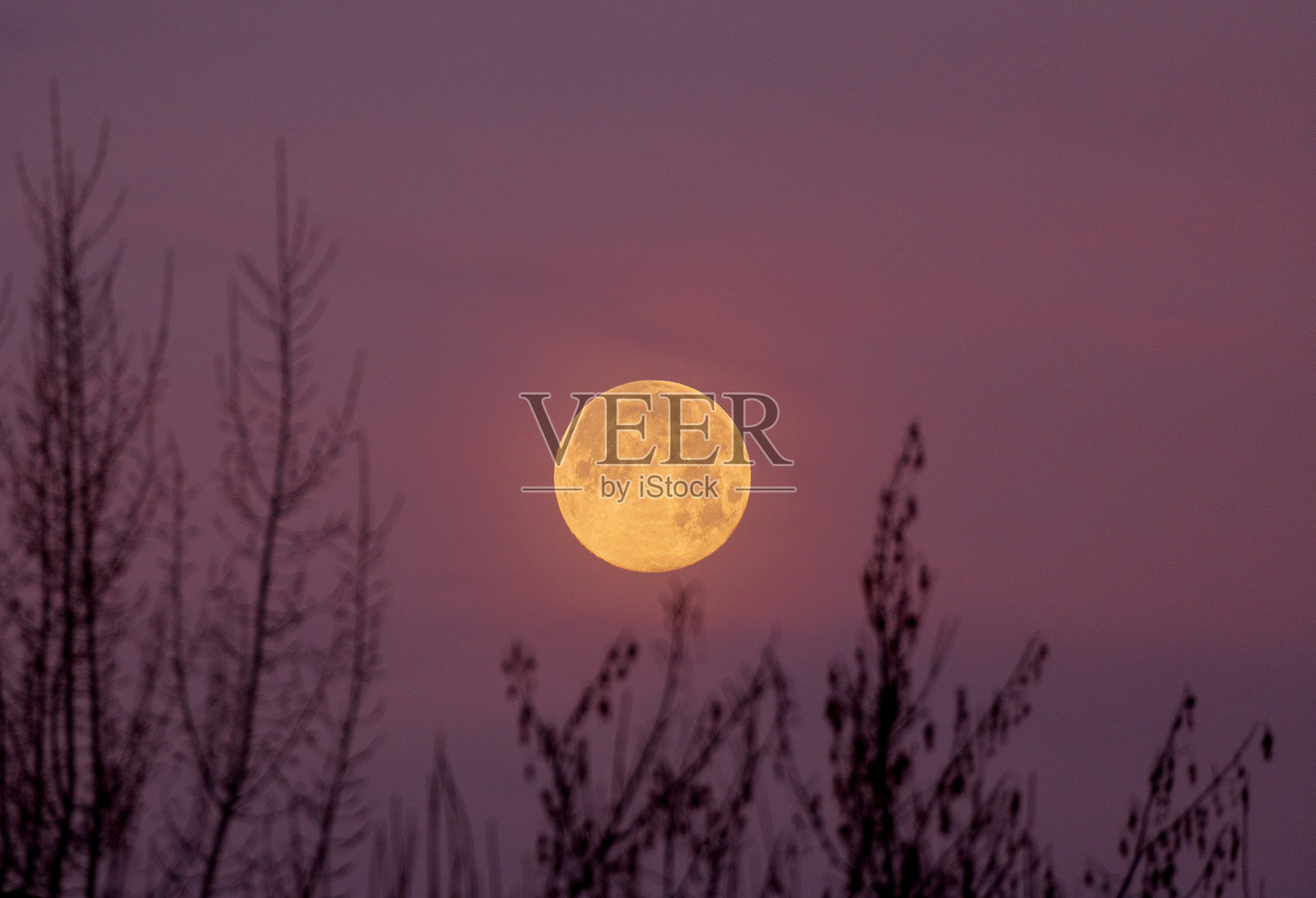 黄色的月亮与背景中紫色天空的树枝照片摄影图片