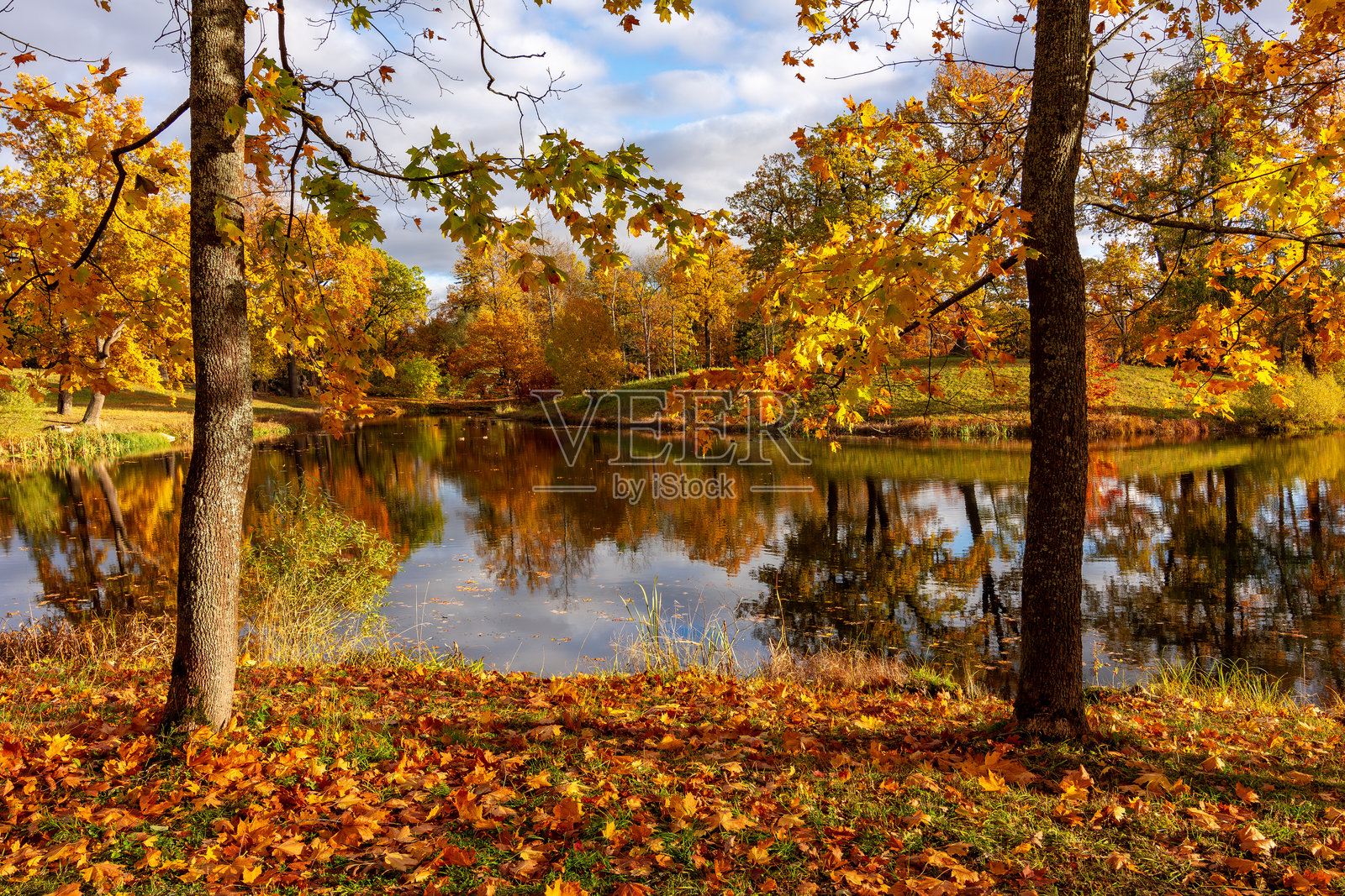 俄罗斯圣彼得堡的彼得霍夫(普希金)亚历山大公园的秋季 foliage照片摄影图片