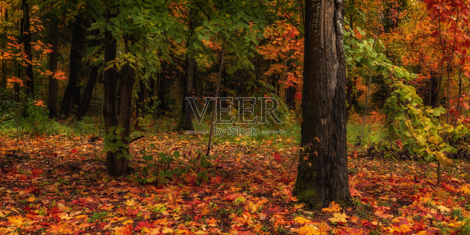 五彩斑斓的秋季森林。十月的生动色彩。绿色、黄色、橙色和红色的落叶。侧视图,10x5格式。照片摄影图片