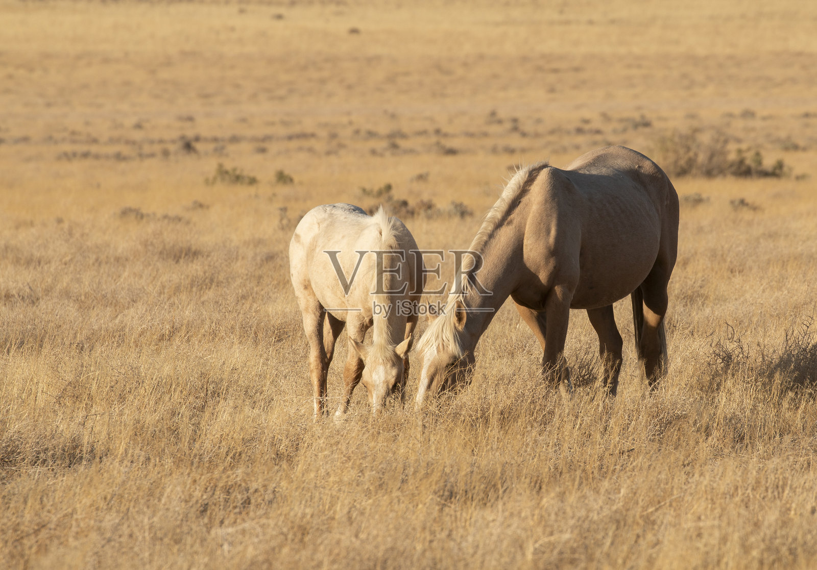 犹他州沙漠中的野马母马和小马驹照片摄影图片