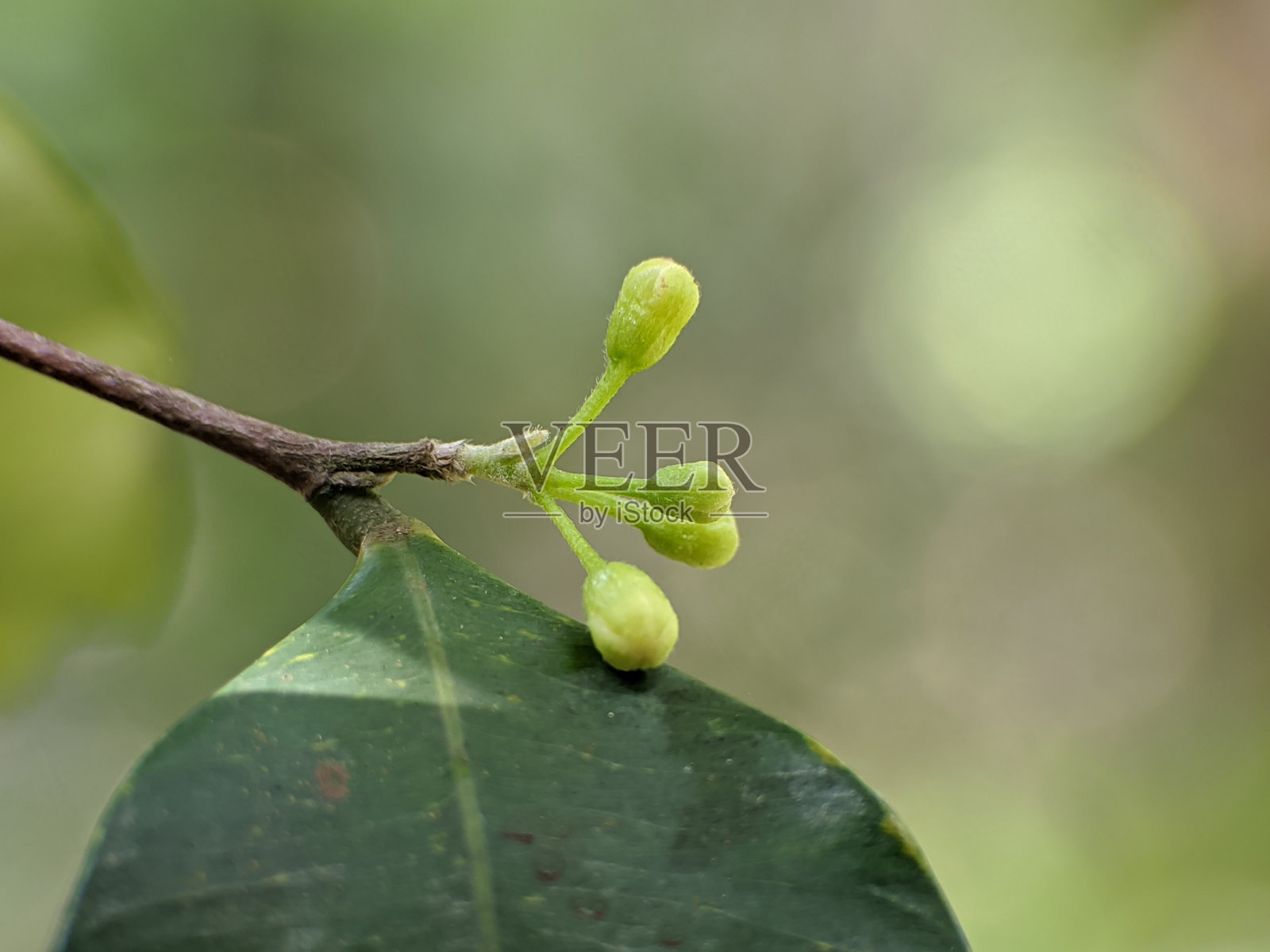 沉香花与模糊背景照片摄影图片