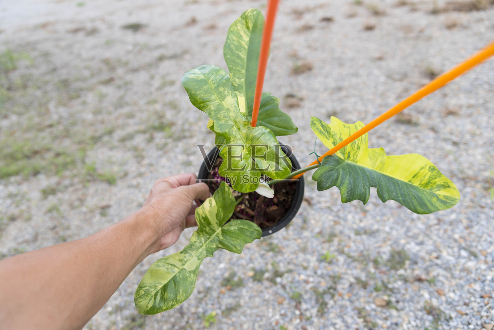 菲洛登龙佛罗里达美丽与马约伊的鲜叶特写照片摄影图片