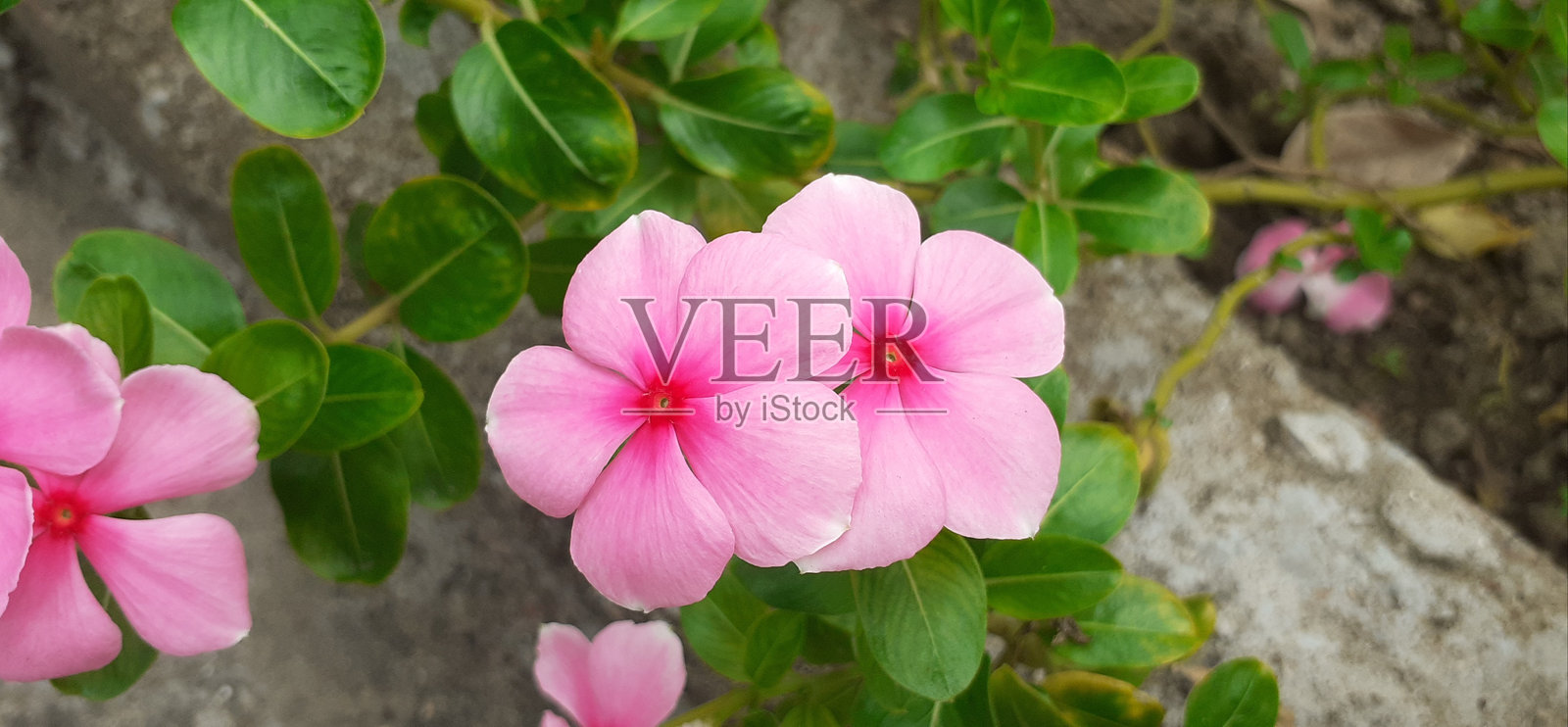 浅粉色马达加斯加长春花在绿叶背景下盛开照片摄影图片