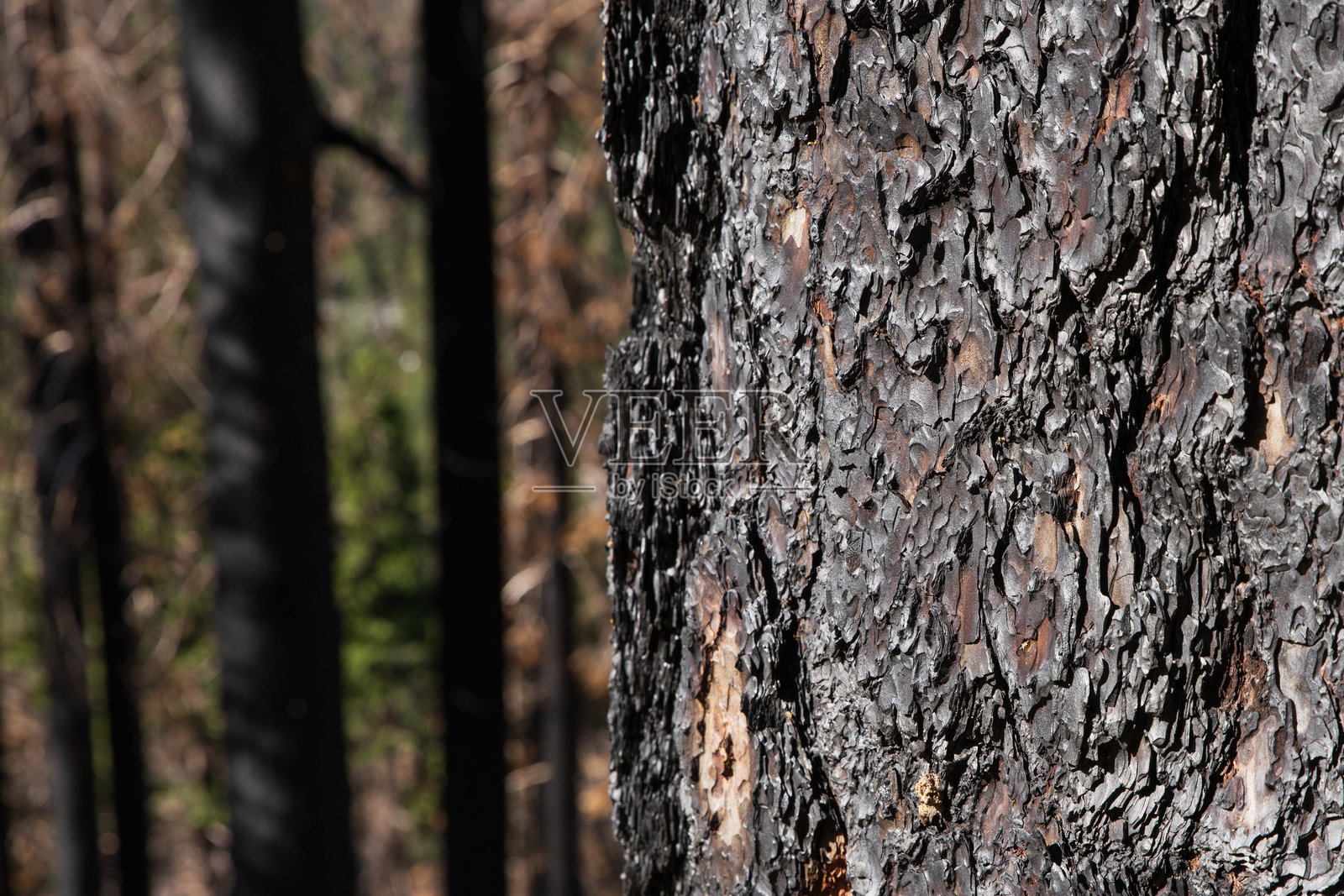 在内华达山脉野火中烧焦的树皮,远处还有其他烧焦的树木照片摄影图片