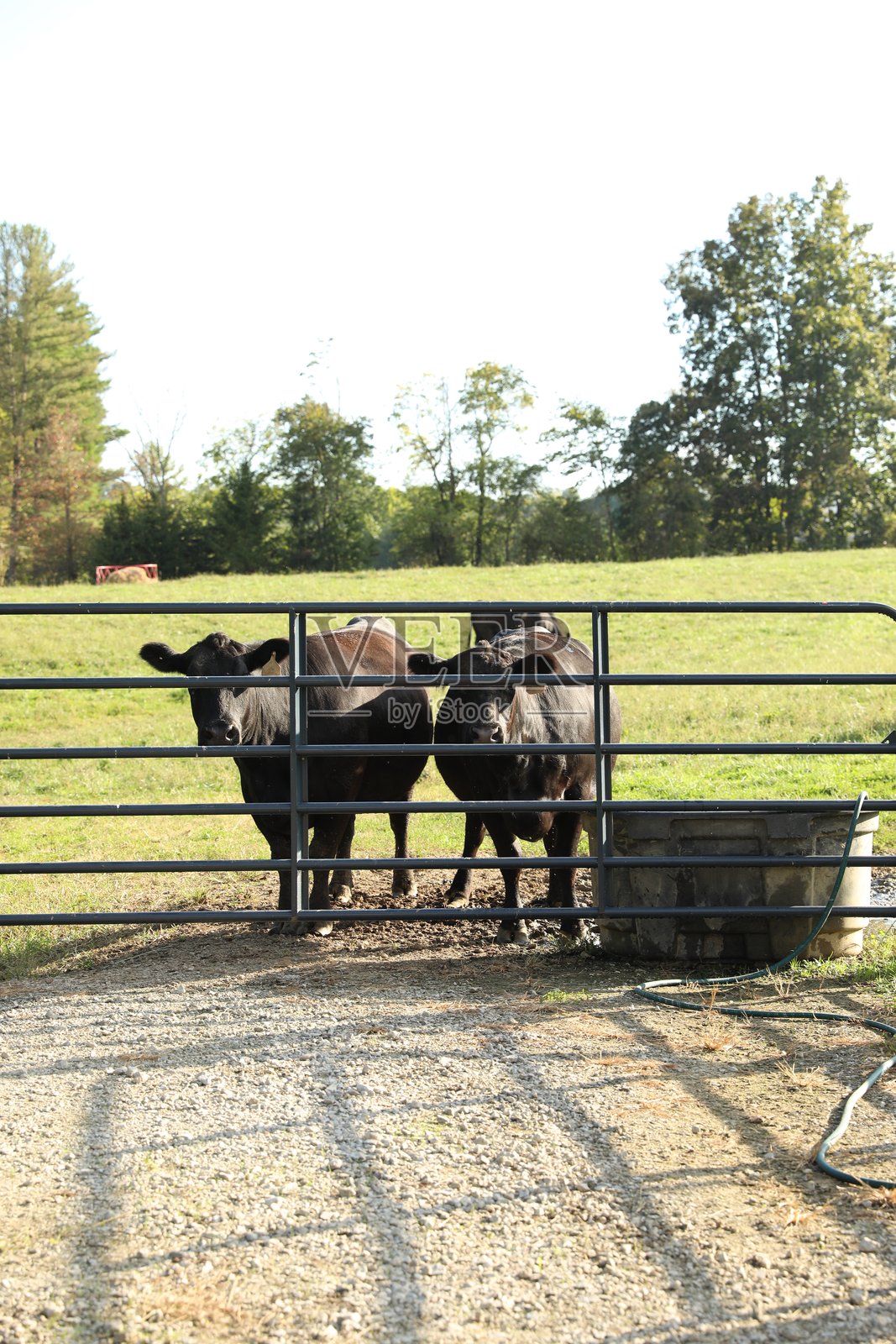 小农场上的两头黑牛照片摄影图片