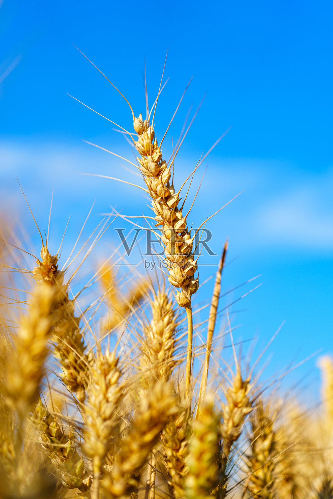 金黄成熟的麦穗在蓝天下挺立照片摄影图片