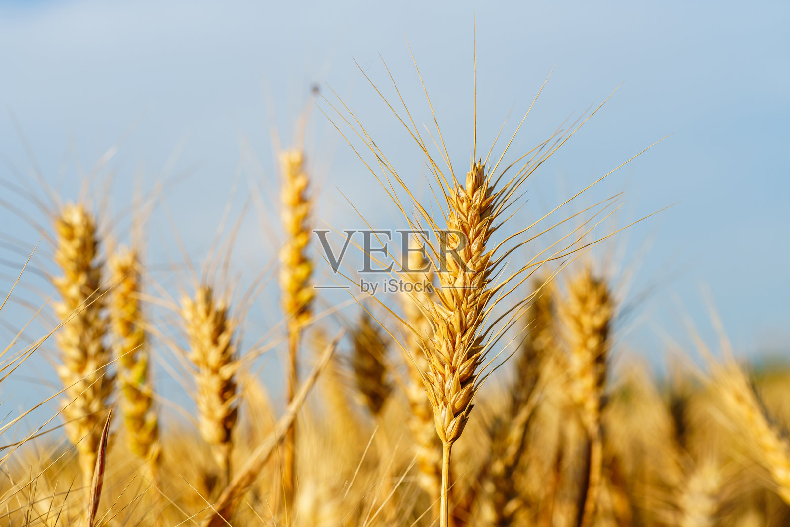 金黄成熟的麦穗在蓝天下挺立照片摄影图片