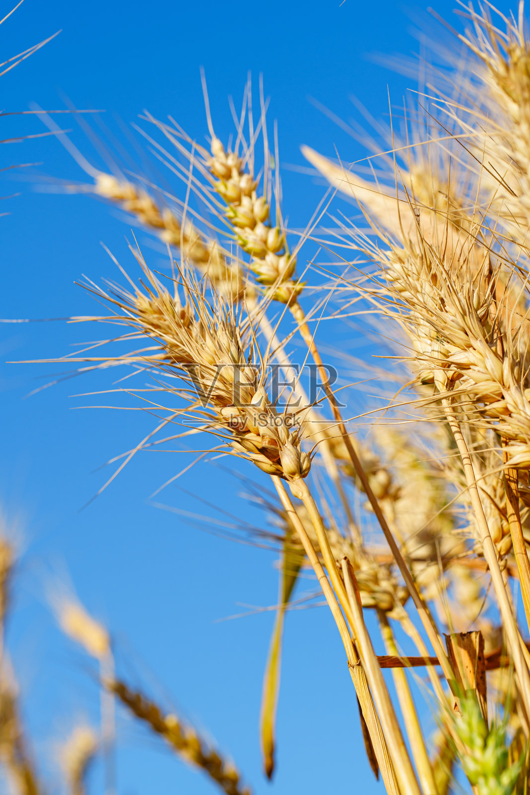 金黄成熟的麦穗在蓝天下挺立照片摄影图片
